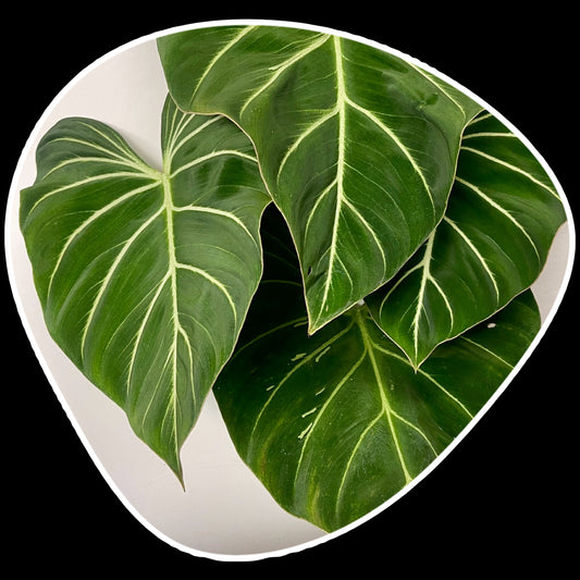 Philodendron +Gloriosum+