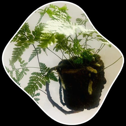 Rabbits Foot Fern